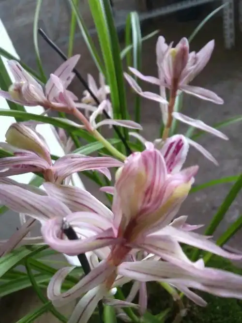 云南部分莲瓣兰花品篇