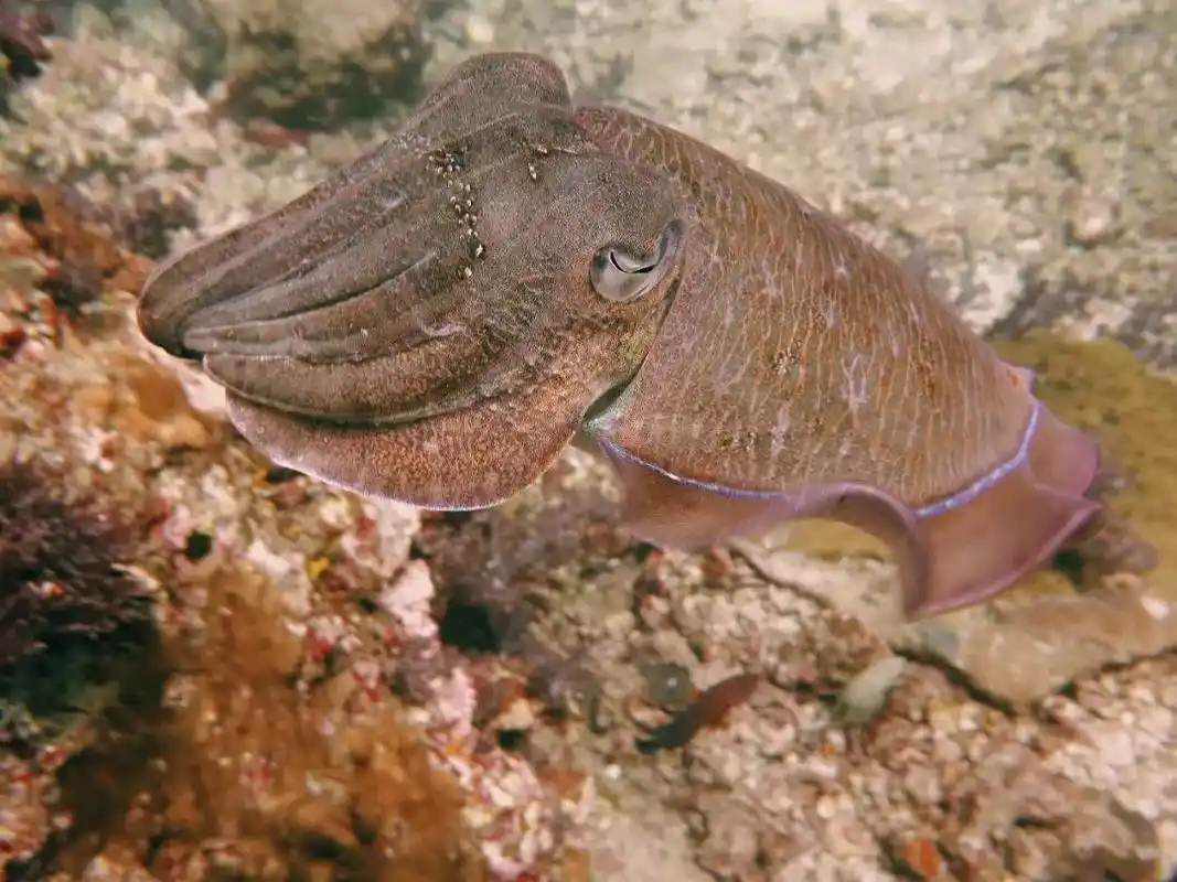 乌贼的自卫秘诀:喷墨,变色,伪装,海洋中最擅长伪装的动物