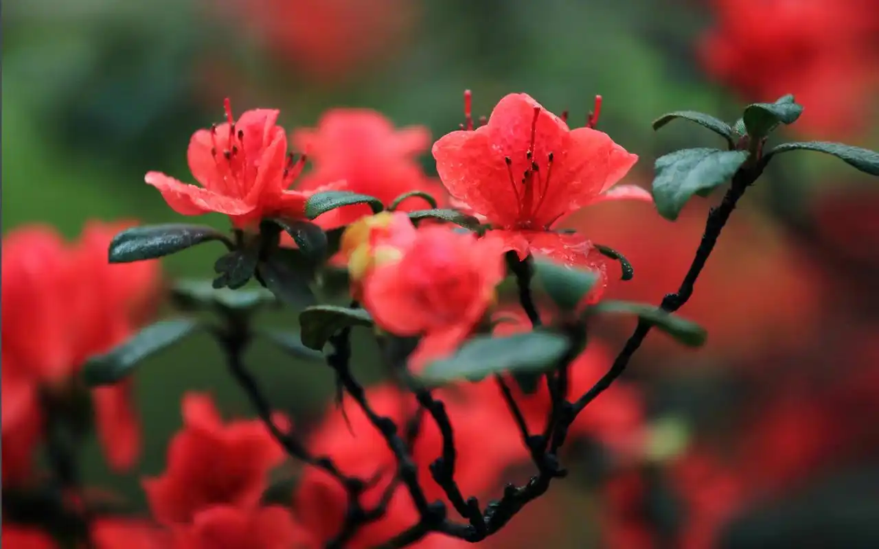 杜鹃花唯美摄影花卉植物图片桌面壁纸