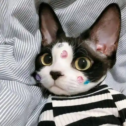 头像 | 卡哇伊~ 可爱满满的头像