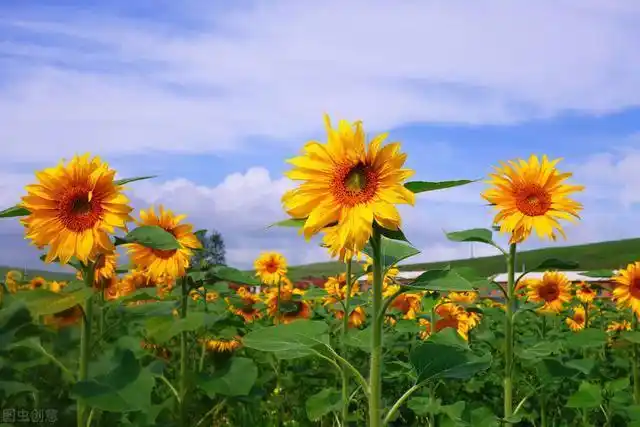 2020的好心情源泉,向日葵花海我来啦_腾讯新闻