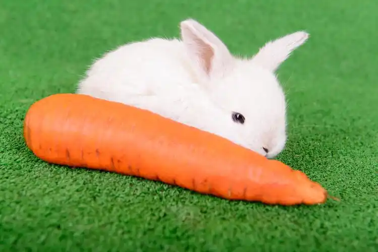兔子与胡萝卜,新生的小兔子吃胡萝卜在绿色背景上