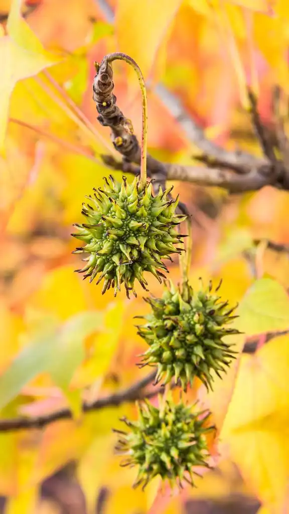 美国枫香树的果实,美国枫香 (北美枫香枫香未成熟果实