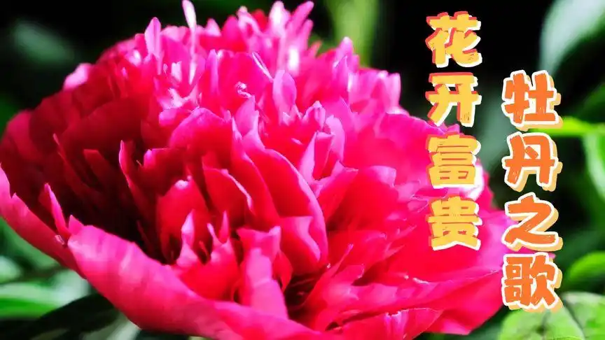 花开富贵好运来!牡丹之歌.