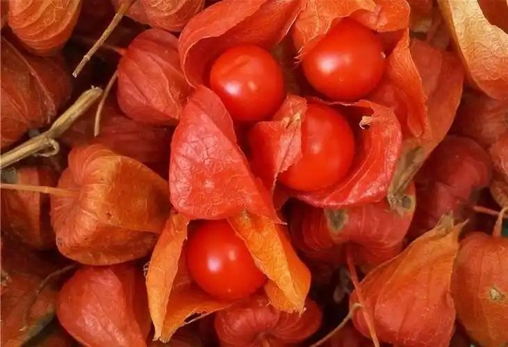 黑土地野生的红姑娘