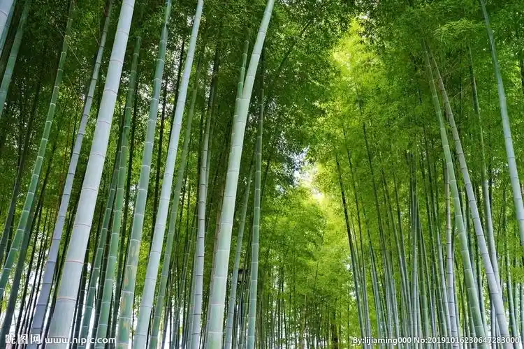竹子摄影图__自然风景_自然景观_摄影图库_昵图网nipic.com