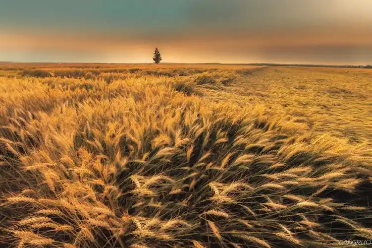 1/1 举报 查看大图 收录 倘若 摄影乐园五级 关注 麦浪 环山路 2021