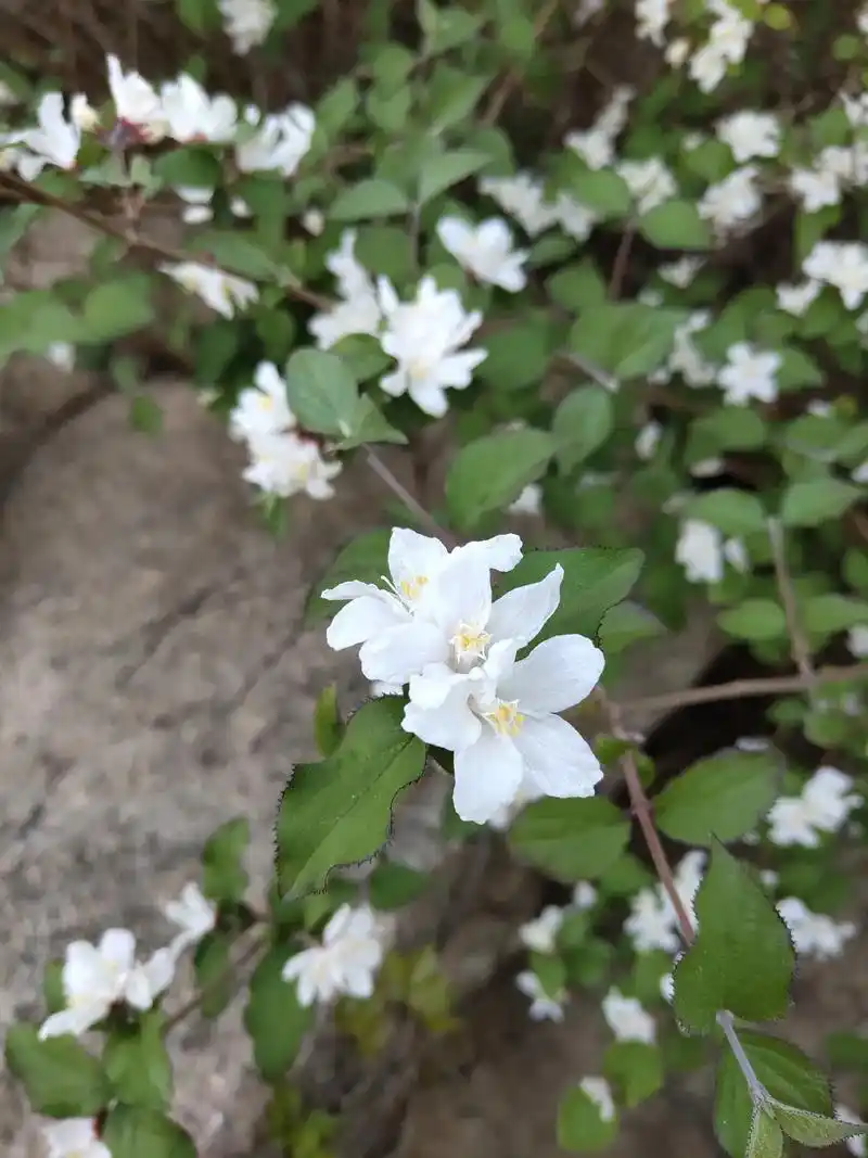 小花溲疏开遍山野名医别录中溲疏有通利水道除胃中热下气之效即可作为