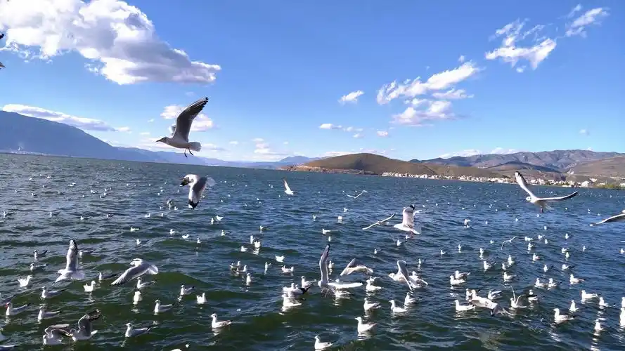 洱海美景_帖子_oppo手机官方社区