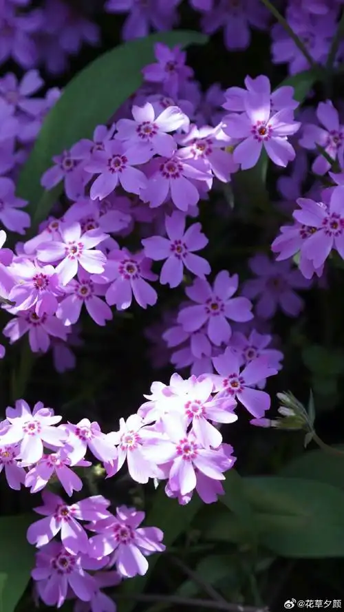 壁纸 花 桌面 690_1227 竖版 竖屏 手机