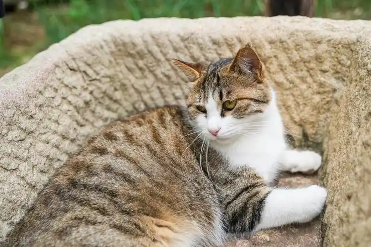 养猫必看,十大中华田园猫图鉴,你见过它们吗?