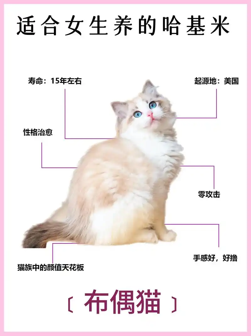 要说布偶猫的颜值在猫界排第二 - 抖音