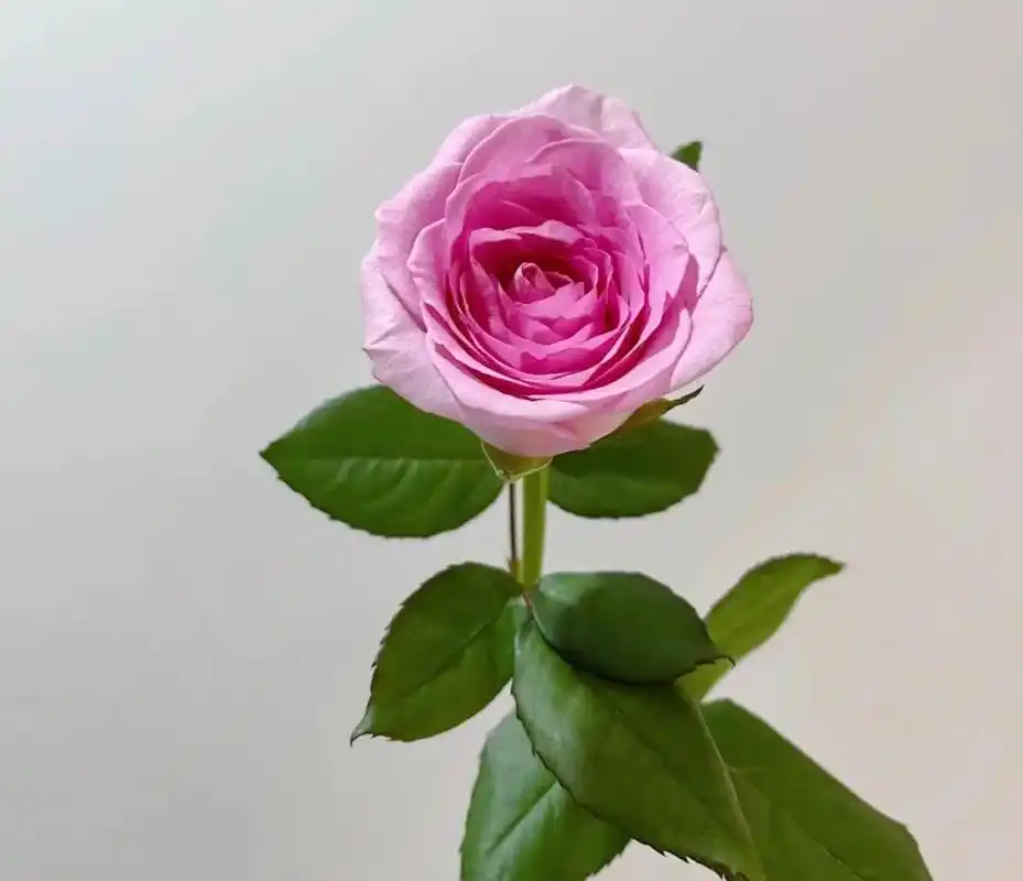 每日认识一种花材1/洛神玫瑰.花语:矜持,信仰,等待,希望, - 抖音