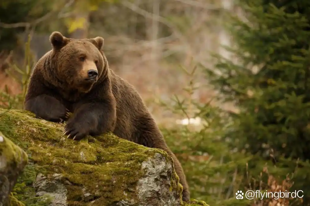 爸爸:它的名词是熊,狗在这里是形容词.