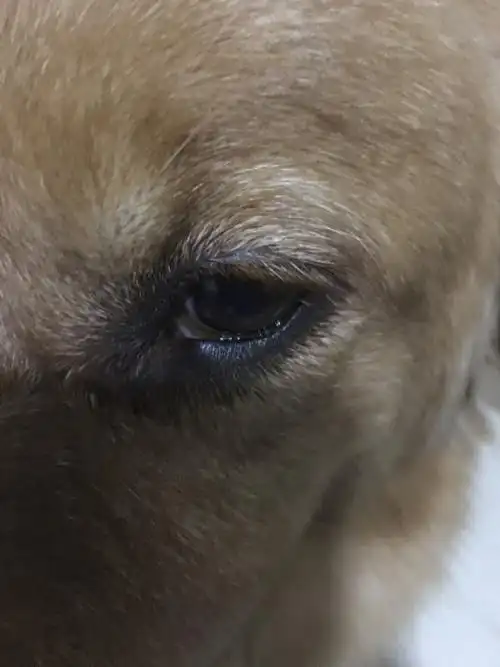 金毛4岁～最近突然发现眼球内有一个白点,下眼皮上还有一个小疙瘩.