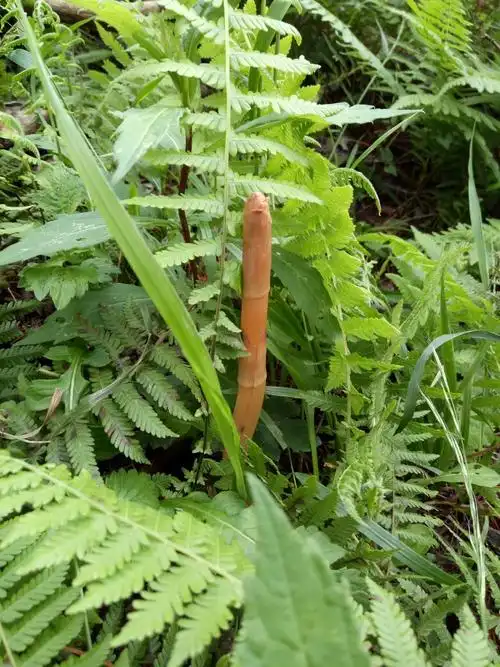 来自大山深处的秘密(天麻)