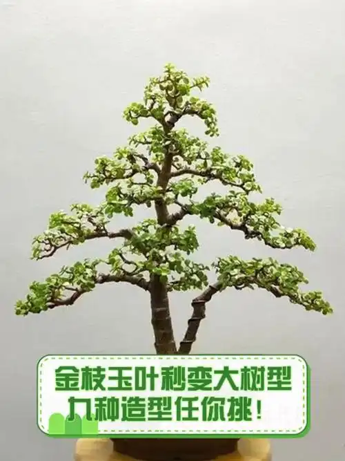 金枝玉叶秒变大树型,九种造型任你挑!