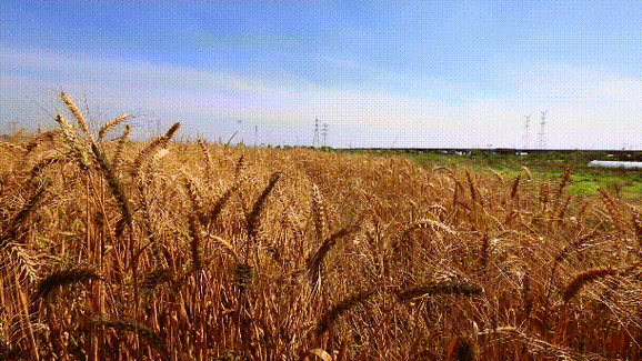 无垠麦浪美成大片余姚还有如此惊艳之处