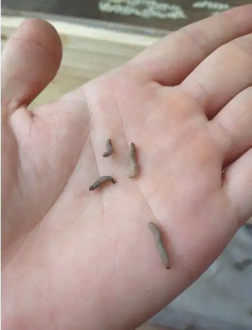 夜战巢虫腊螟大怪