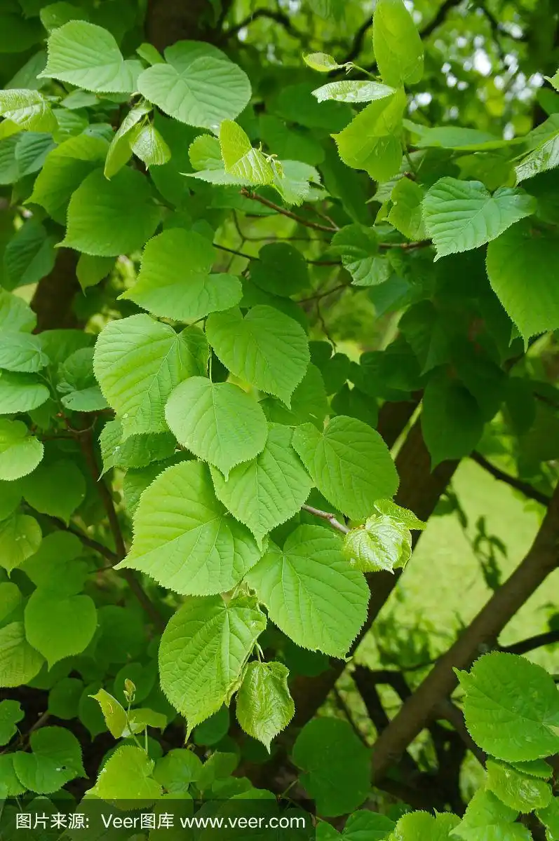 椴树叶