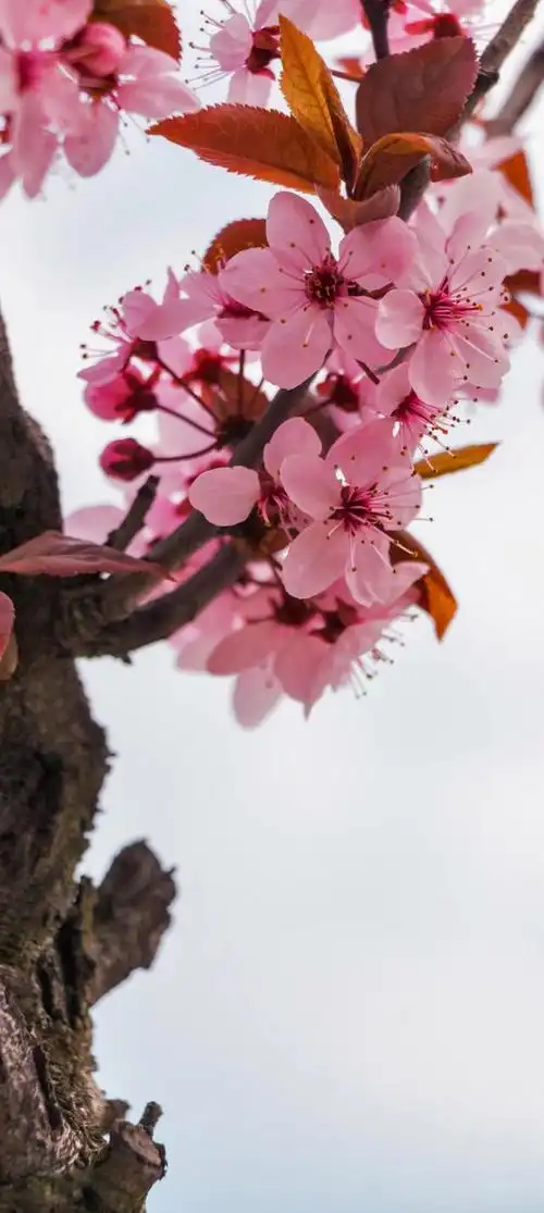 意境唯美玫瑰花壁纸(唯美花朵治愈你的内心)(6)