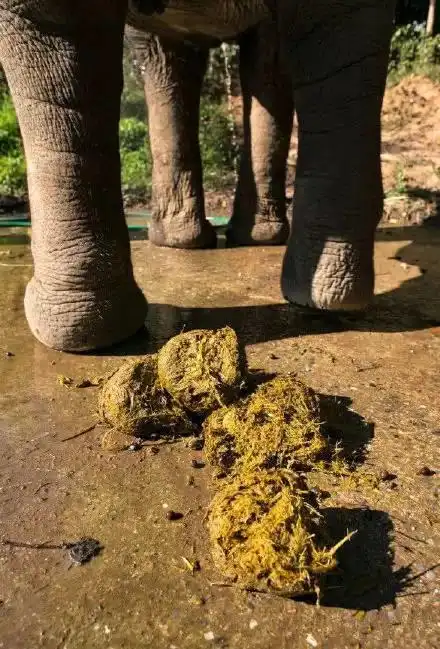 大象粪便居然是有钱人眼中的"财富"