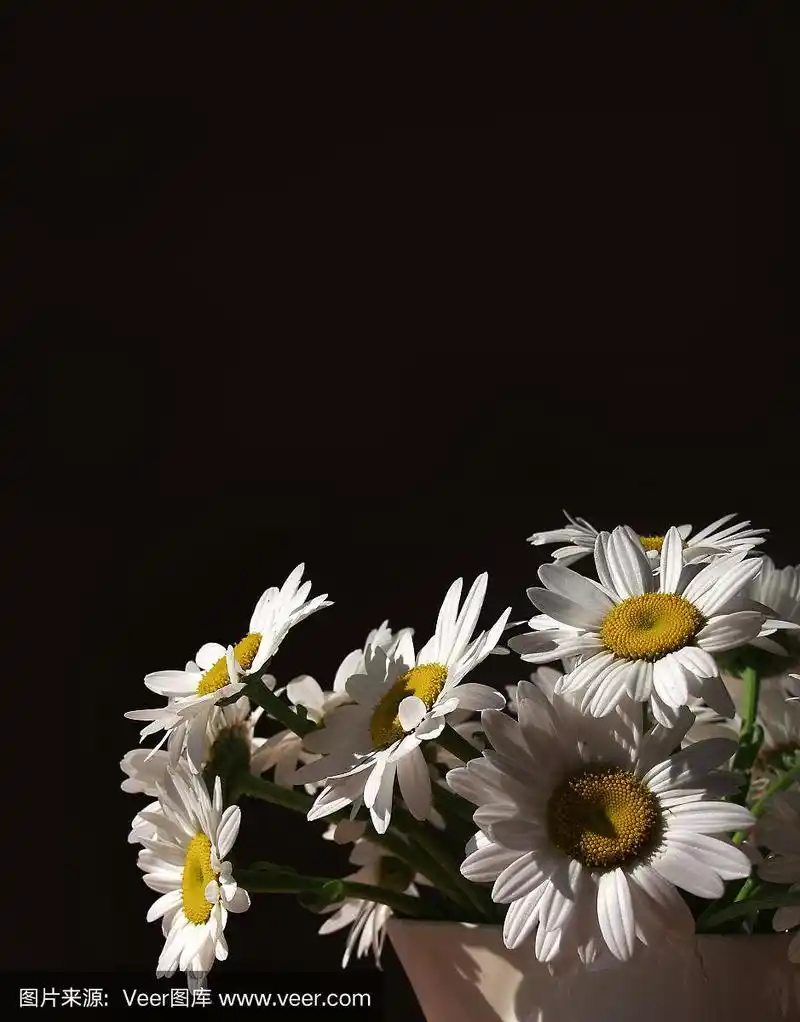 雏菊在黑色