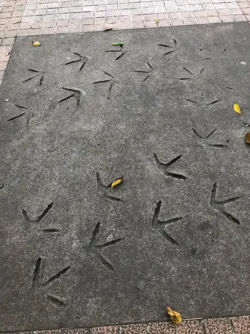 这是小鸡的脚印