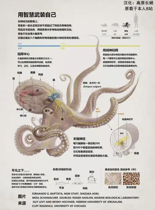 假如像章鱼一样思考中