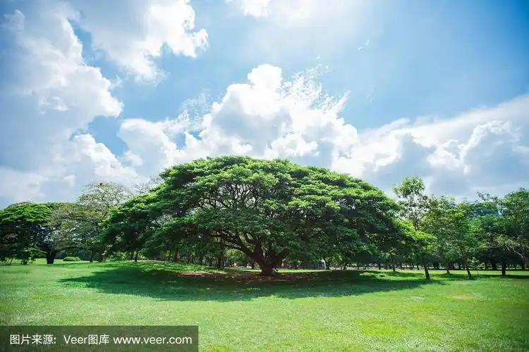 大树,绿草草坪,蓝天