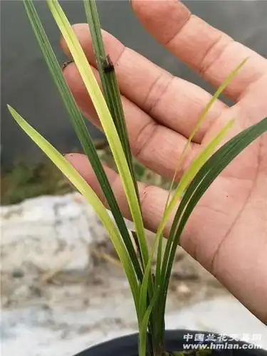 蕙兰下山连苗变形草 - 中国兰花交易网