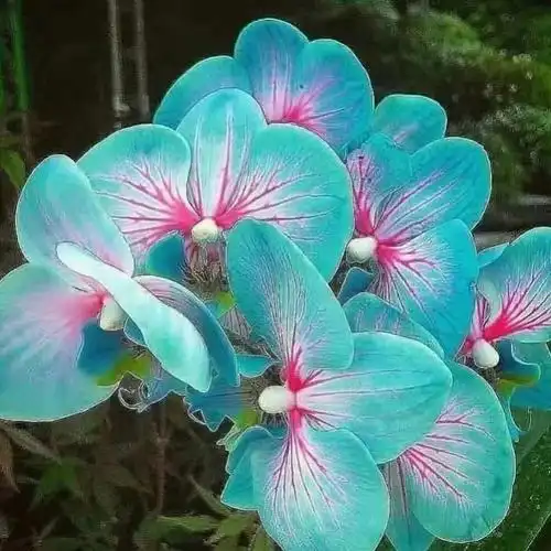 蝴蝶兰之「蓝色妖姬」7.12