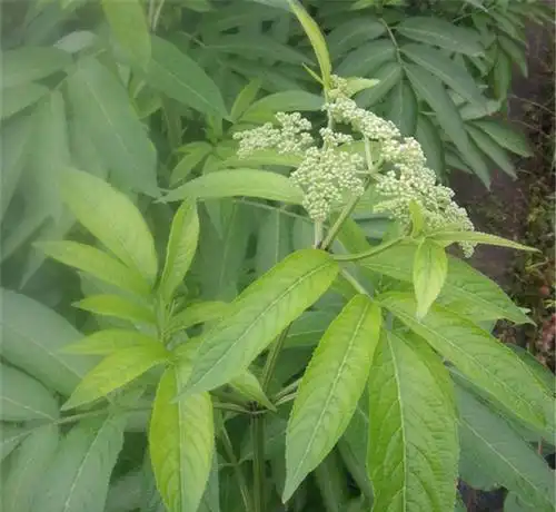 走马风一种常见野草常用于治疗风寒感冒和跌打损伤