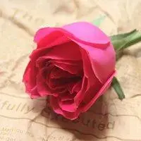 微信幸福唯美花朵头像【点击鼠标右键下载】