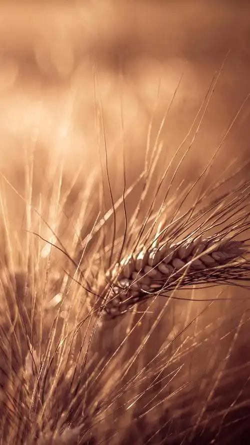 lomo唯美意境,高清图片,手机锁屏桌面-壁纸族