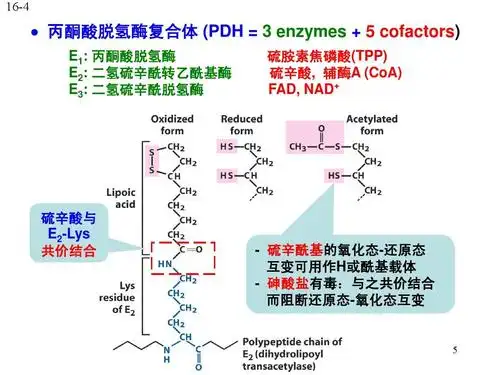 自然科学 化学 柠檬酸循环ppt 生物化学 16-4   丙酮酸脱氢酶复合体