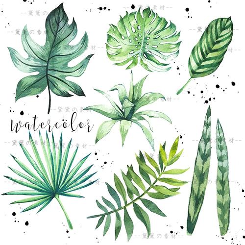 手绘水彩热带植物绿叶树叶阔叶棕榈叶psd透明图片卡片设计素材