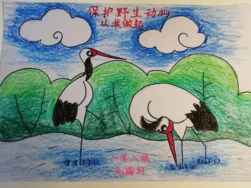 保护野生动物—盘锦市实验小学的学生们在行动