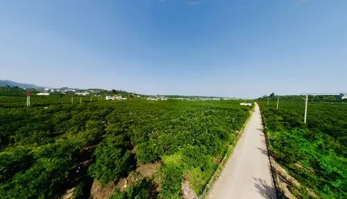 打出"组合拳" 激发"新活力 " 实现丹棱8万果农的桔橙产业致富梦