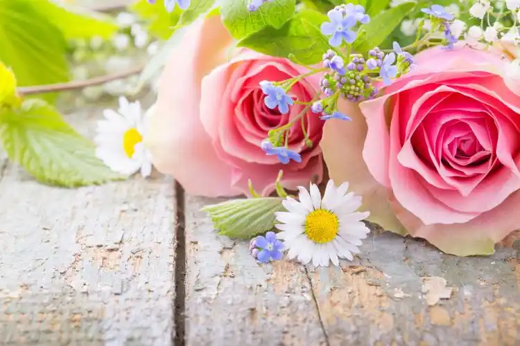 两朵粉红色的玫瑰