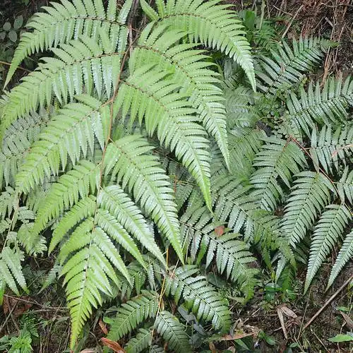 新鲜狗脊 金狗脊 金毛狗脊 金毛狮子 黄狗头野生中药材500克包邮