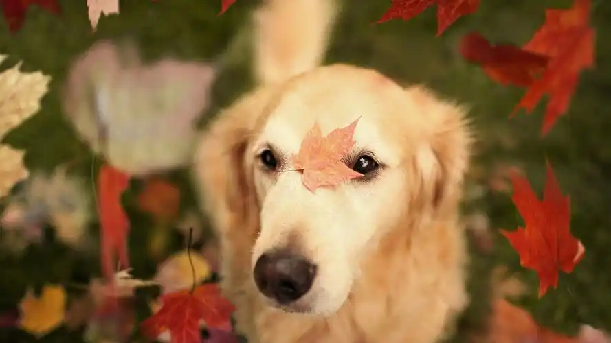 秋天玩耍的可爱的狗狗,高清图片,电脑桌面-壁纸族