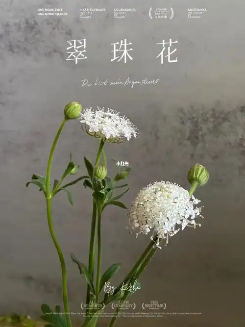 点缀生活的鲜花  #笔记灵感