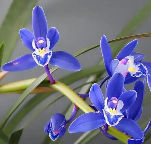 此花被誉为"最美兰花",花色罕见,让人百看不厌