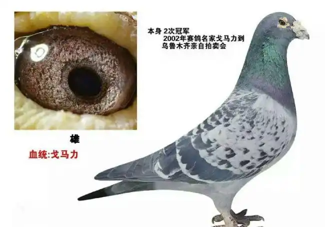 戈马力原舍老种鸽1998年的经典血系吸人眼球的老古董