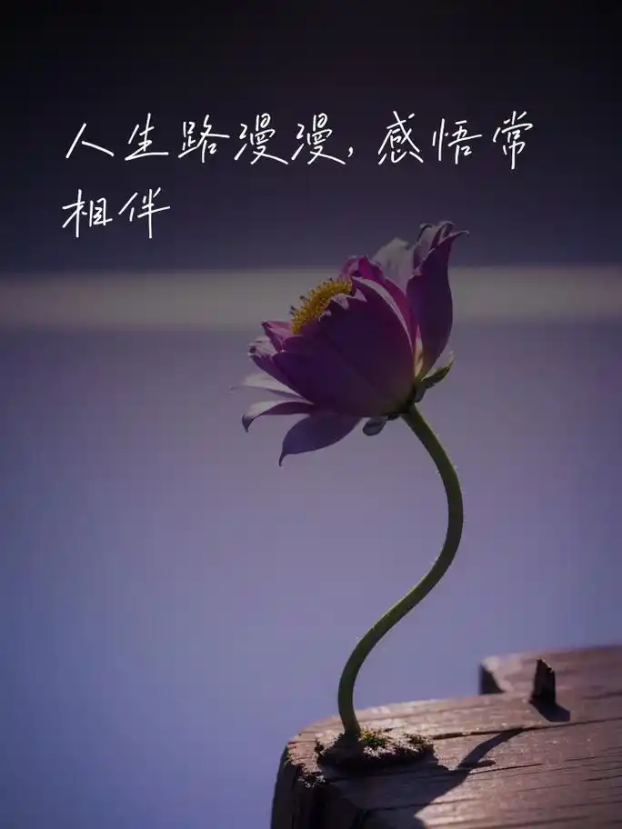 人生感悟金句,图片寓意深长 人生路漫漫,感悟常相伴 人生或许不尽如人