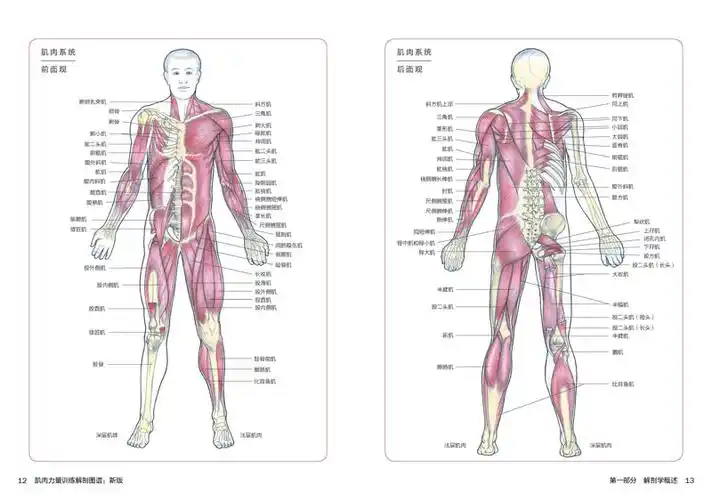 解剖图谱新版 肌肉健美训练图解书籍器械训练徒手训练和伸展训练教学