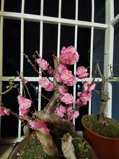 2021年2月,家里的梅花陆续开放.