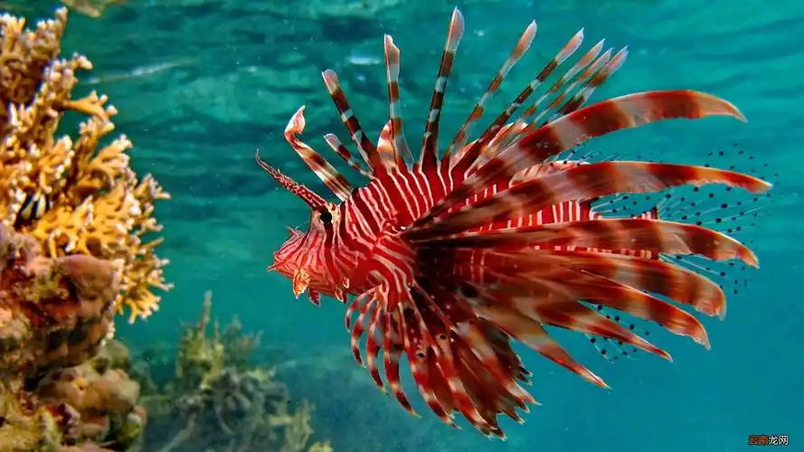 灯笼鱼是什么生物 灯笼鱼是什么