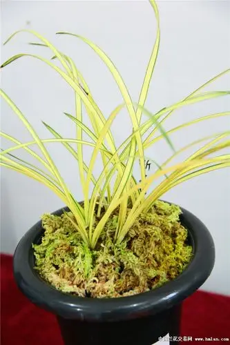 蕙兰篇-中国兰花交易网社区